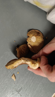 Гриб из Губкинский