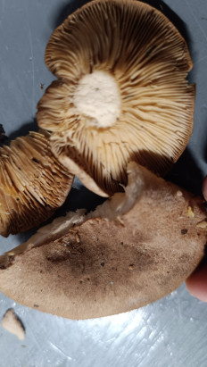 Гриб из Губкинский