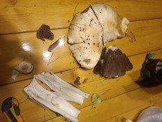 Гриб из Иркутск