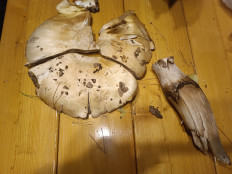 Гриб из Иркутск