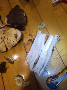 Гриб из Иркутск