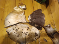 Гриб из Иркутск