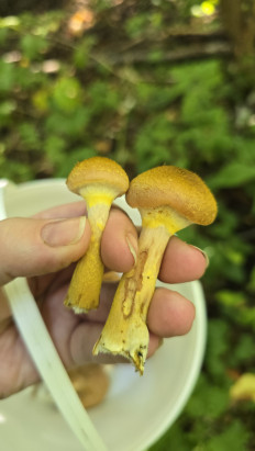 Гриб из Московская область