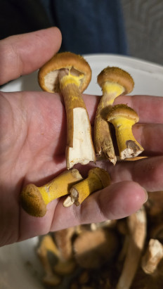 Гриб из Московская область