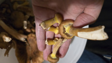 Гриб из Московская область