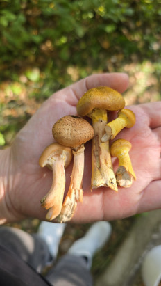 Гриб из Московская область