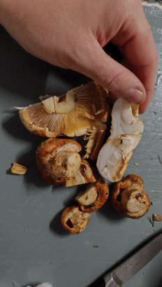 Гриб из Губкинский