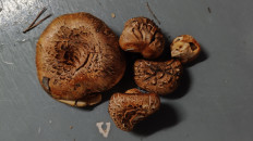 Гриб из Губкинский