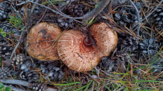 Гриб из Губкинский