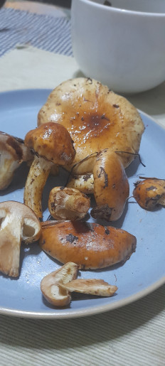 Гриб из Моршин