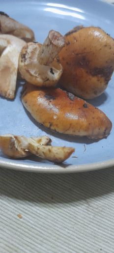 Гриб из Моршин