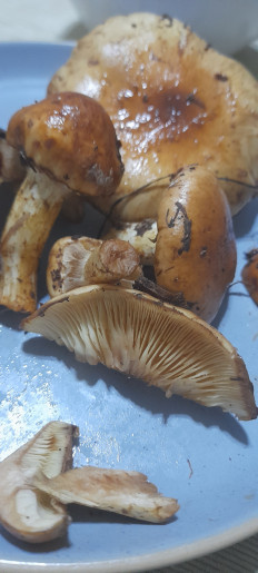 Гриб из Моршин