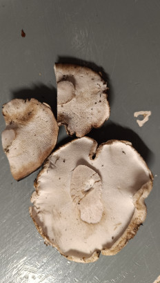 Болетопсис серый