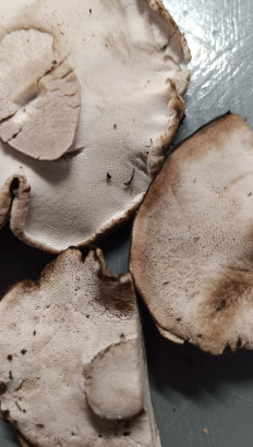 Болетопсис серый