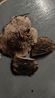 Болетопсис серый