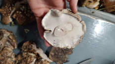 Болетопсис серый