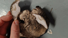 Болетопсис серый