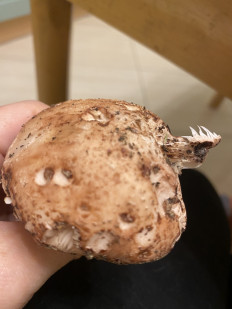 Гриб из Санкт-Петербург