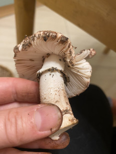 Гриб из Санкт-Петербург