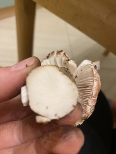 Гриб из Санкт-Петербург