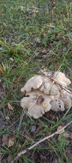 Гриб из Меленки