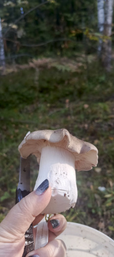 Гриб из Меленки