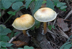 Гриб из Москва