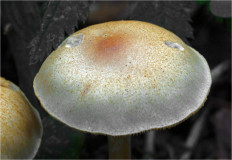 Гриб из Москва