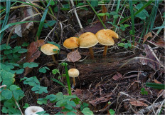 Гриб из Москва