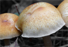 Гриб из Москва