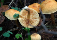 Гриб из Москва