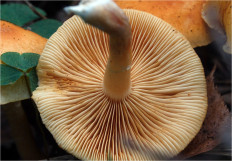 Гриб из Москва