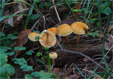 Гриб из Москва