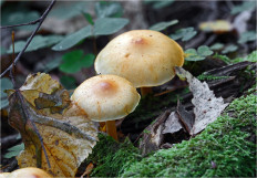 Гриб из Москва