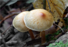 Гриб из Москва