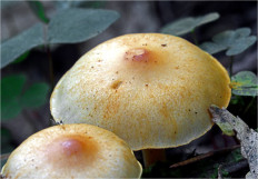 Гриб из Москва