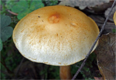 Гриб из Москва