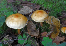 Гриб из Москва