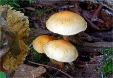 Гриб из Москва