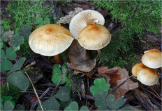 Гриб из Москва