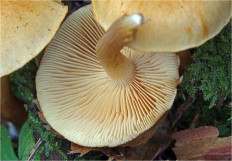 Гриб из Москва