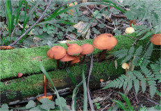 Гриб из Москва