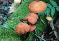 Гриб из Москва