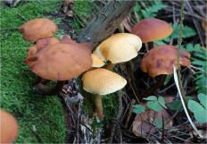 Гриб из Москва