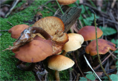 Гриб из Москва