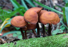 Гриб из Москва