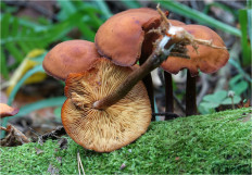 Гриб из Москва