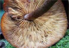 Гриб из Москва