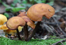 Гриб из Москва