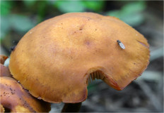 Гриб из Москва